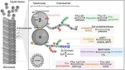 Tubulin Post-translational Modifications: Potential Therapeutic Approaches to Heart Failure